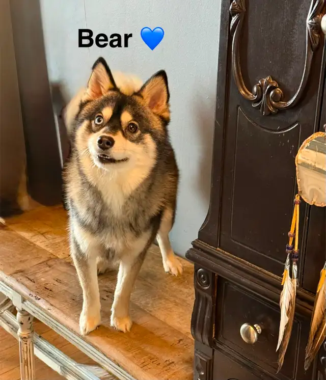 Pomskies Puppies......Free Delivery to WNPG! - Photo 10