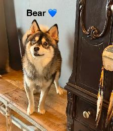 Pomskies Puppies......Free Delivery to WNPG! - Photo 10