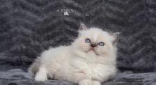 GORGEOUS BABY BICOLOR WHITEMITTED RAGDOLLS!! - Photo 4