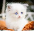 GORGEOUS BABY BICOLOR WHITEMITTED RAGDOLLS!! - Photo 6