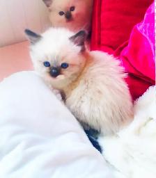 BEAUTIFUL BABY BICOLOR WHITMITTED RAGDOLLS!!