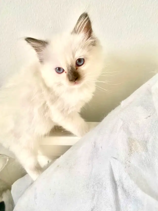 BEAUTIFUL BABY BICOLOR WHITMITTED RAGDOLLS!! - Photo 2