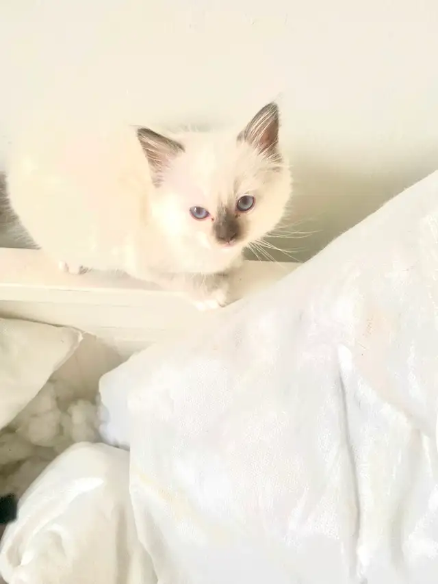 BEAUTIFUL BABY BICOLOR WHITMITTED RAGDOLLS!! - Photo 3