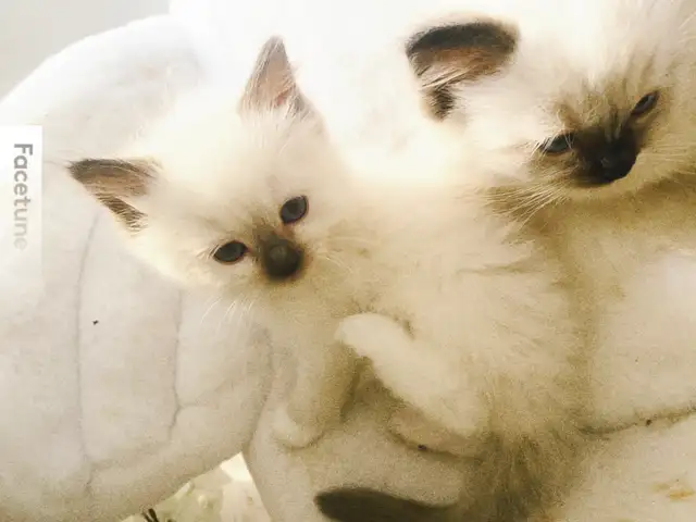 BEAUTIFUL BABY BICOLOR WHITMITTED RAGDOLLS!! - Photo 4