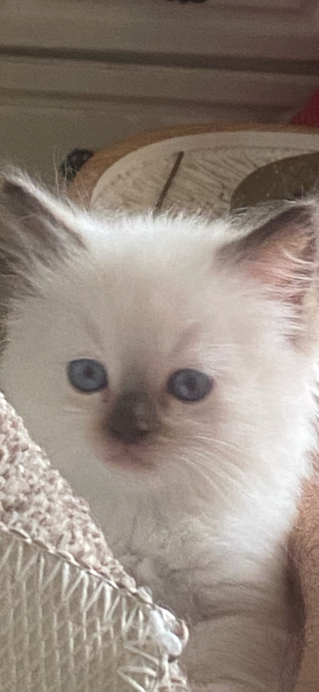 BEAUTIFUL BABY BICOLOR WHITMITTED RAGDOLLS!! - Photo 5