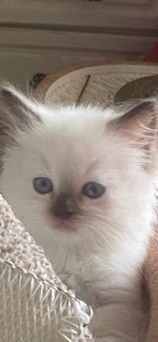 BEAUTIFUL BABY BICOLOR WHITMITTED RAGDOLLS!! - Photo 5