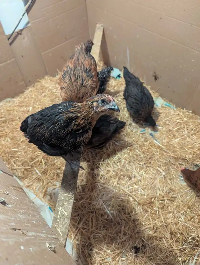 7 Pullets Red Rock Cross