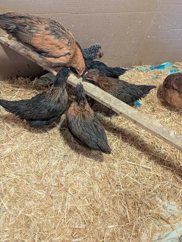 7 Pullets Red Rock Cross - Photo 2