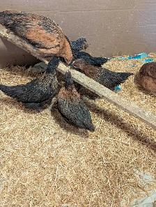 7 Pullets Red Rock Cross - Photo 2