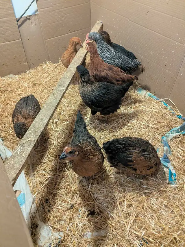 7 Pullets Red Rock Cross - Photo 3
