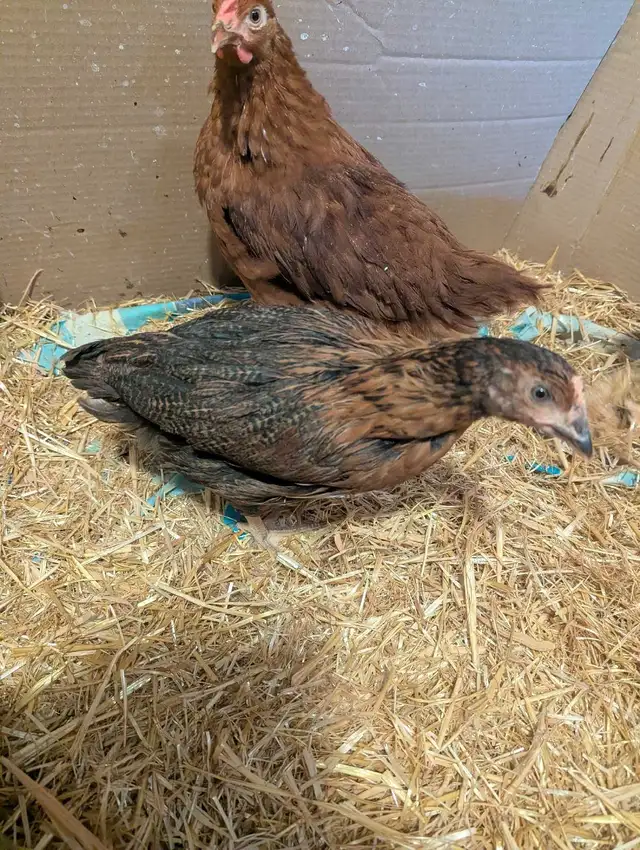 7 Pullets Red Rock Cross - Photo 4