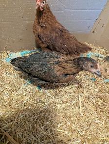 7 Pullets Red Rock Cross - Photo 4