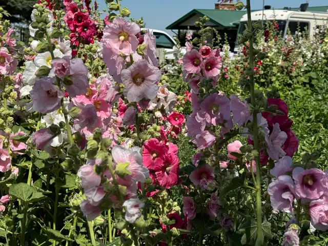 Gorgeous Multi-Colour Prairie Hollyhock Seeds