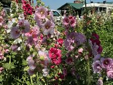 Gorgeous Multi-Colour Prairie Hollyhock Seeds