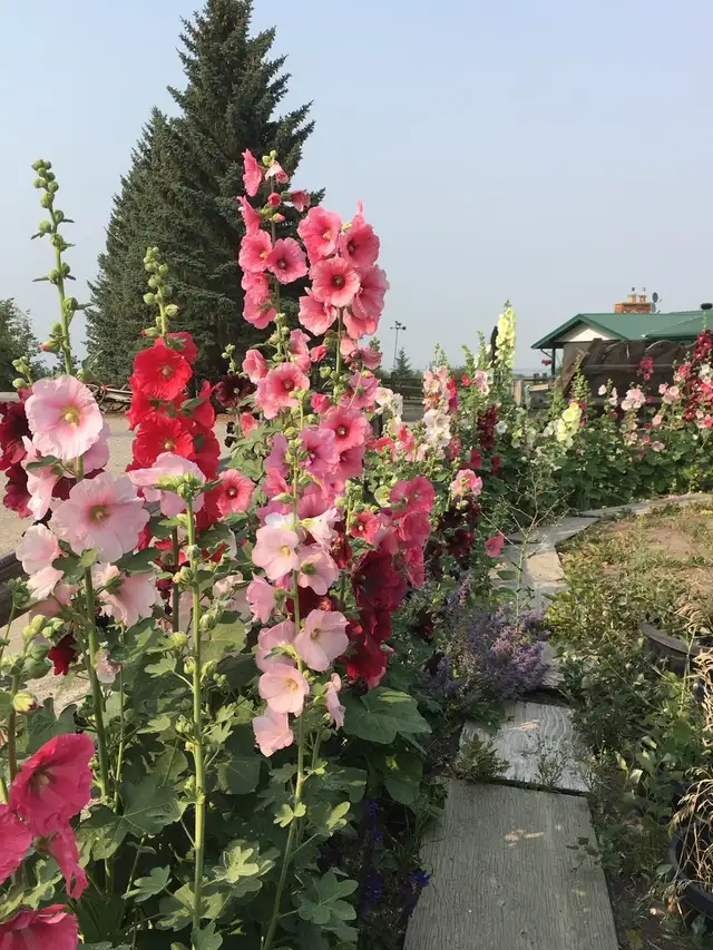 Gorgeous Multi-Colour Prairie Hollyhock Seeds - Photo 2