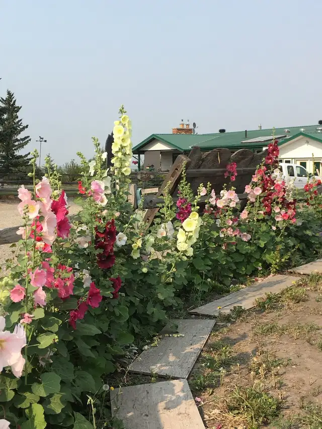 Gorgeous Multi-Colour Prairie Hollyhock Seeds - Photo 3