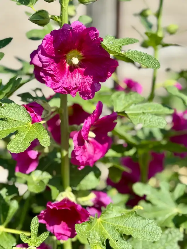 Gorgeous Multi-Colour Prairie Hollyhock Seeds - Photo 4