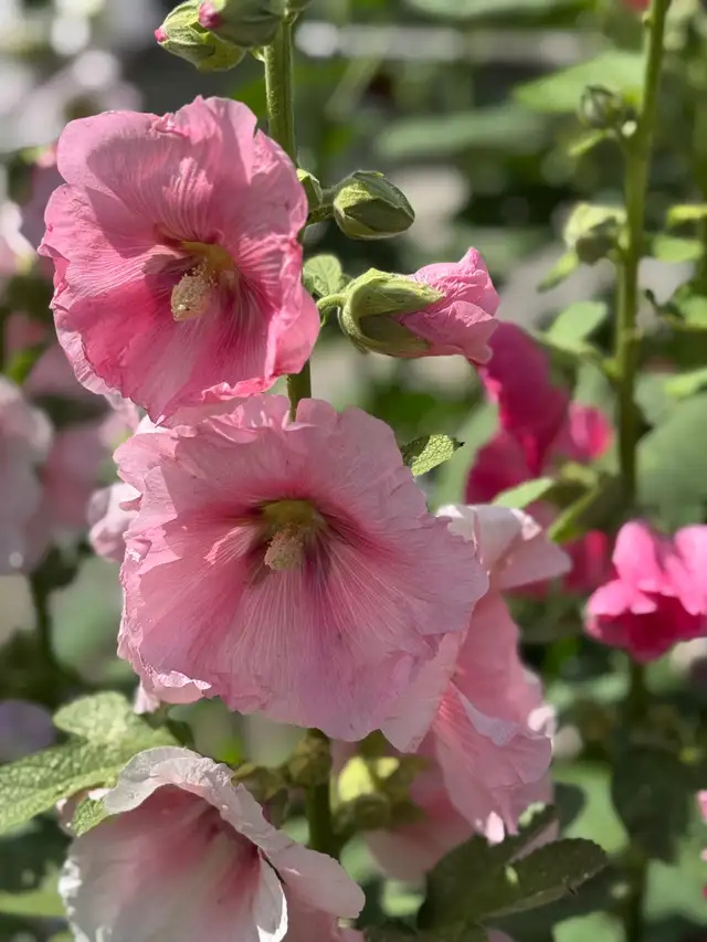 Gorgeous Multi-Colour Prairie Hollyhock Seeds - Photo 5