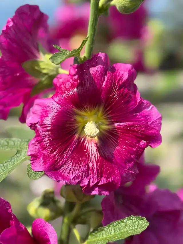 Gorgeous Multi-Colour Prairie Hollyhock Seeds - Photo 6