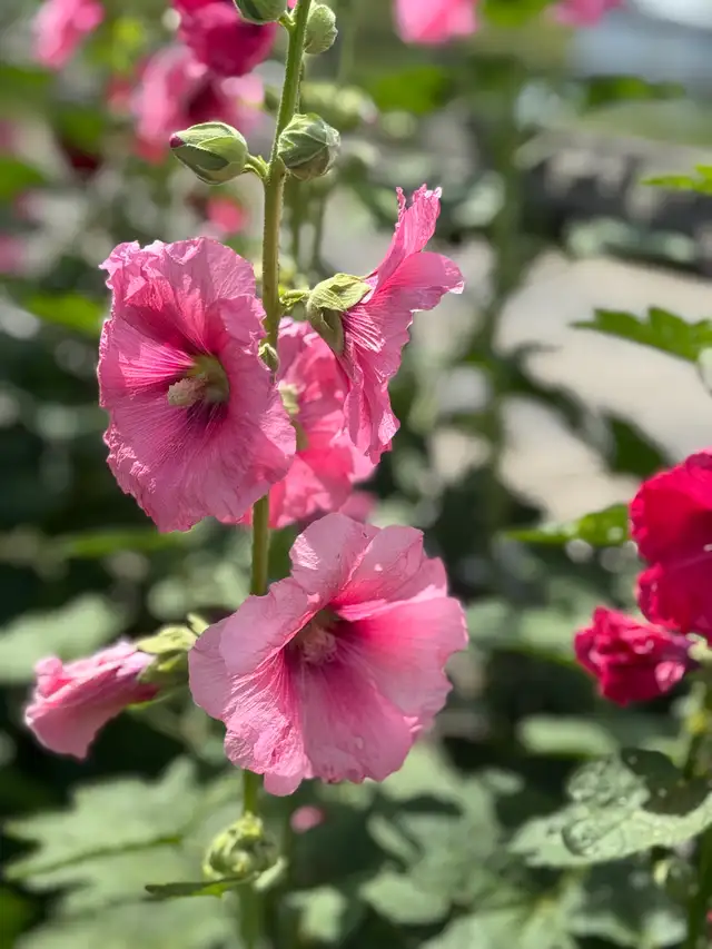 Gorgeous Multi-Colour Prairie Hollyhock Seeds - Photo 7