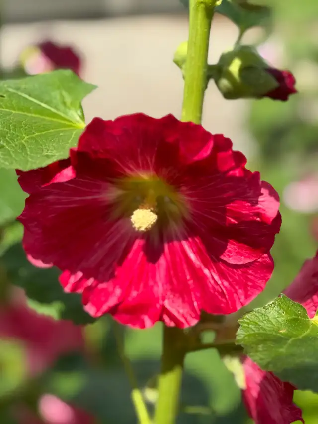 Gorgeous Multi-Colour Prairie Hollyhock Seeds - Photo 8