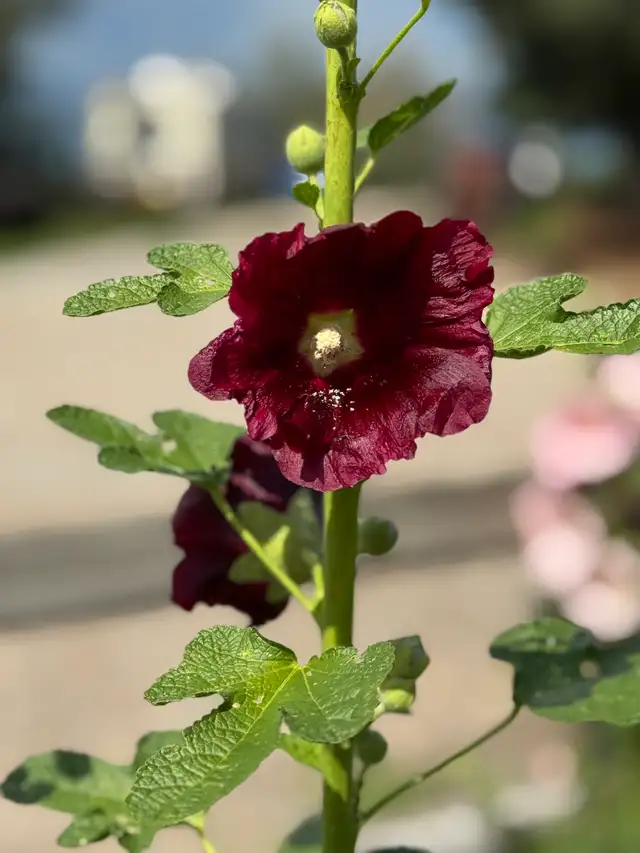 Gorgeous Multi-Colour Prairie Hollyhock Seeds - Photo 9