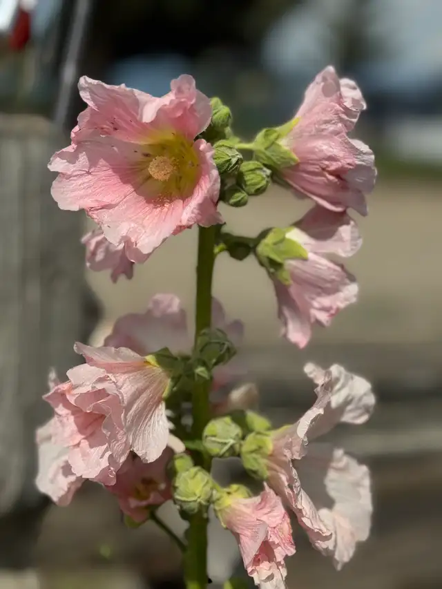 Gorgeous Multi-Colour Prairie Hollyhock Seeds - Photo 10