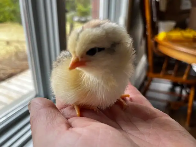 Day, old chicks are ready to go