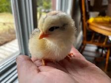 Day, old chicks are ready to go