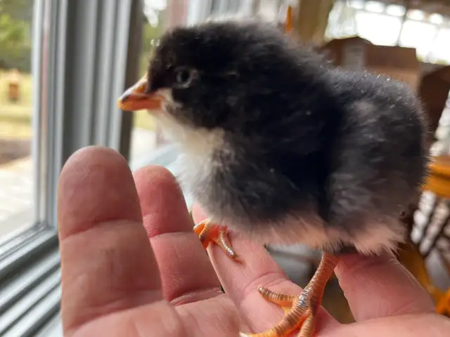 Day, old chicks are ready to go - Photo 2
