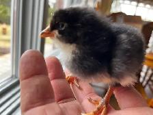 Day, old chicks are ready to go - Photo 2