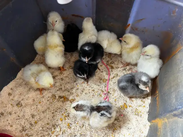 Day, old chicks are ready to go - Photo 3