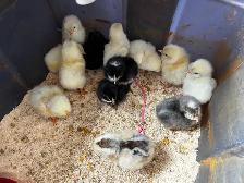 Day, old chicks are ready to go - Photo 3