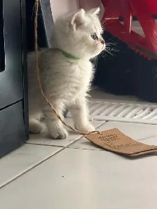 SILVER SHADED BRITISH SHORTHAIR KITTENS