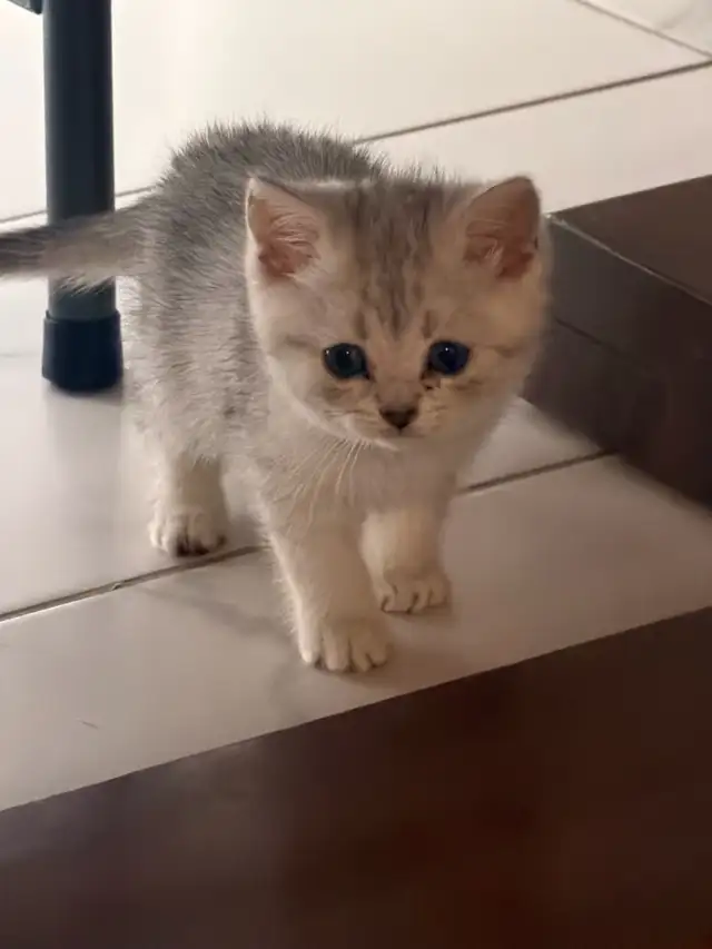 SILVER SHADED BRITISH SHORTHAIR KITTENS - Photo 2