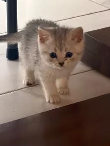 SILVER SHADED BRITISH SHORTHAIR KITTENS - Photo 2