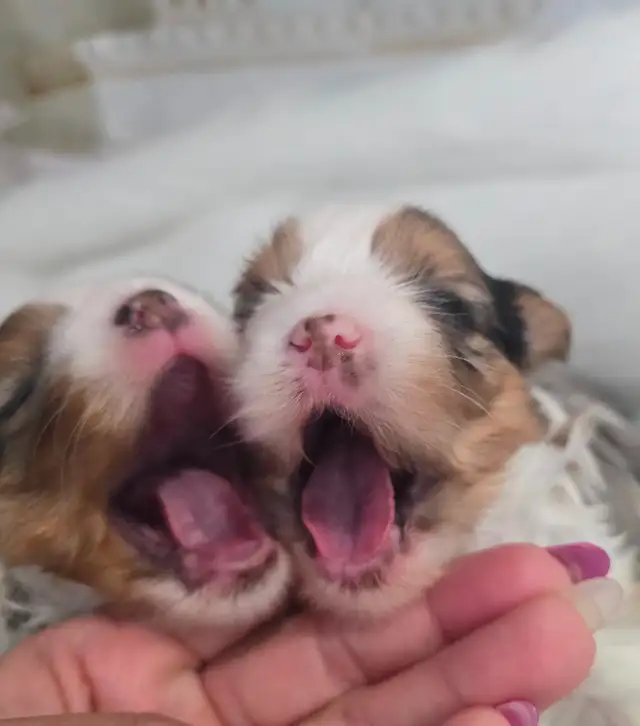 YORKSHIRE TERRIER PUPPIES