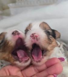 YORKSHIRE TERRIER PUPPIES