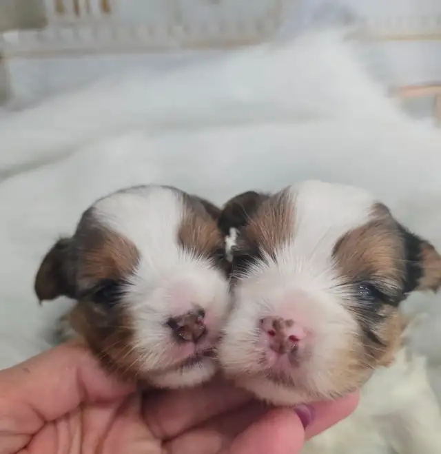 YORKSHIRE TERRIER PUPPIES - Photo 2