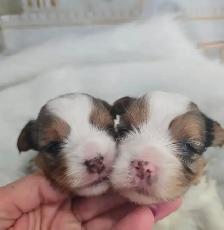 YORKSHIRE TERRIER PUPPIES - Photo 2