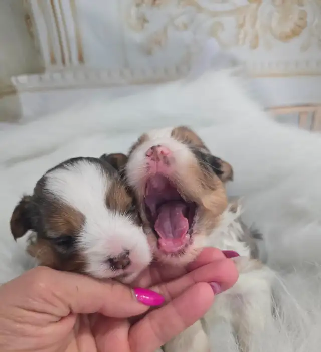 YORKSHIRE TERRIER PUPPIES - Photo 3