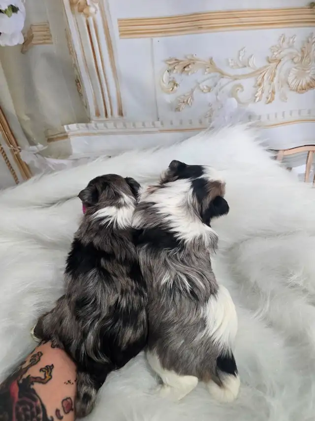 YORKSHIRE TERRIER PUPPIES - Photo 4