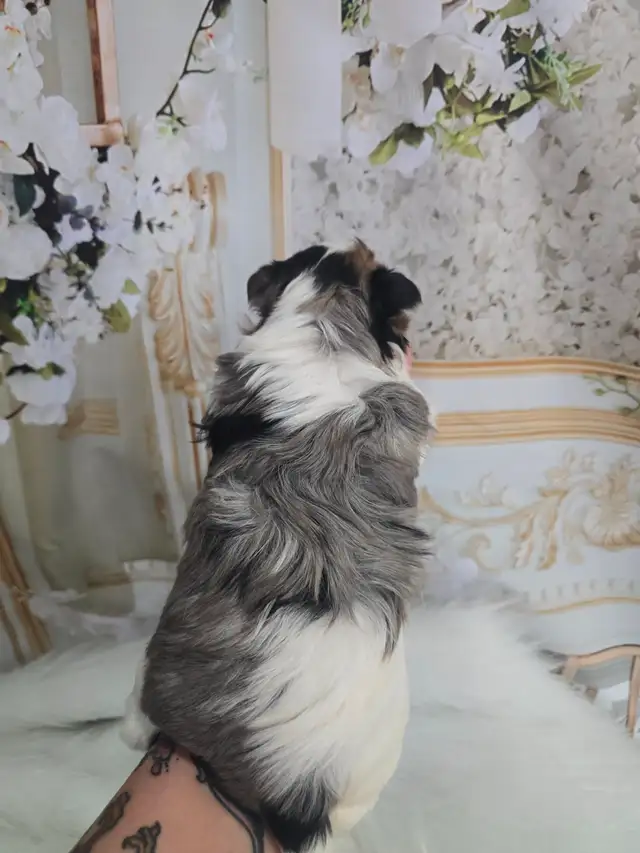 YORKSHIRE TERRIER PUPPIES - Photo 5