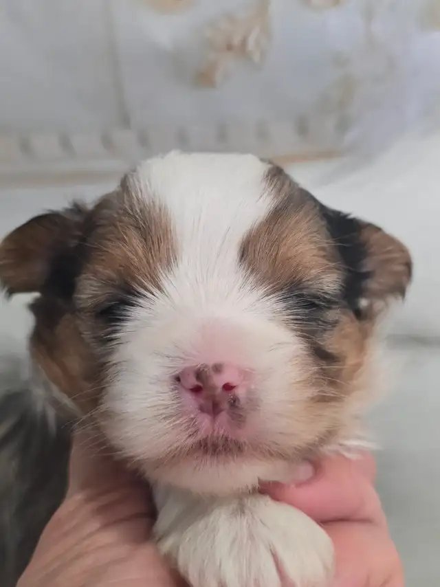 YORKSHIRE TERRIER PUPPIES - Photo 6