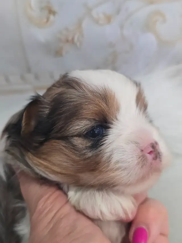 YORKSHIRE TERRIER PUPPIES - Photo 7