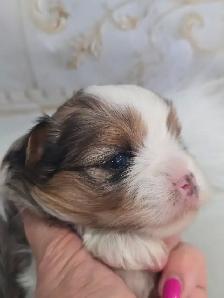 YORKSHIRE TERRIER PUPPIES - Photo 7