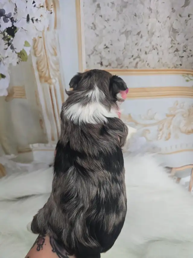 YORKSHIRE TERRIER PUPPIES - Photo 8