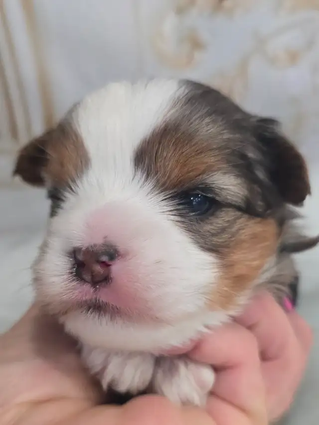 YORKSHIRE TERRIER PUPPIES - Photo 9