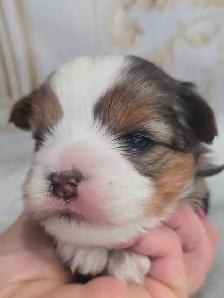YORKSHIRE TERRIER PUPPIES - Photo 9
