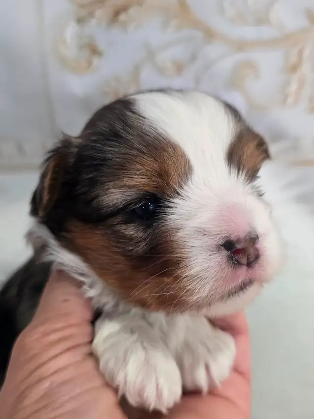 YORKSHIRE TERRIER PUPPIES - Photo 10